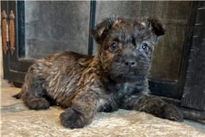 Freddie - Cairn Terrier for sale
