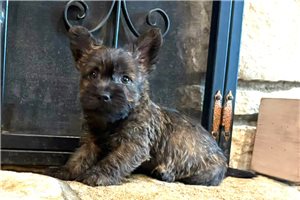 Freddie - Cairn Terrier for sale