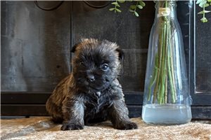Hector - Cairn Terrier for sale