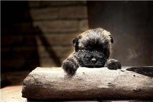Hector - Cairn Terrier for sale