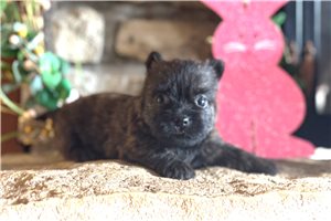 Misty - Cairn Terrier for sale