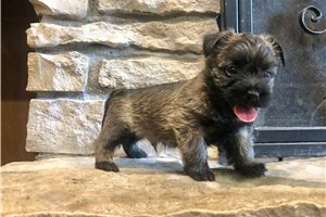 Amigo - Cairn Terrier for sale