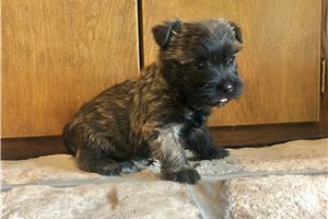Ames - Cairn Terrier for sale