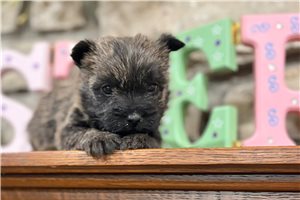 Mark - Cairn Terrier for sale
