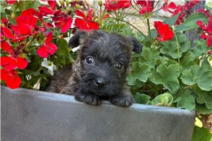 Freya - Cairn Terrier for sale