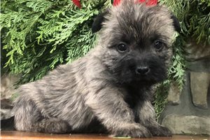 Ophelia - Cairn Terrier for sale
