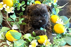 Hosanna - Cairn Terrier for sale