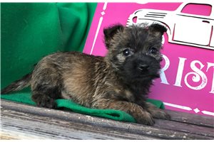 Olivia - Cairn Terrier for sale