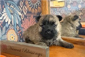 Piper - Cairn Terrier for sale