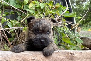 Elwood - Cairn Terrier for sale