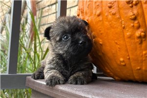 Cola - puppy for sale