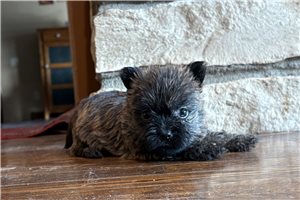 Misty - Cairn Terrier for sale