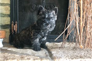 Lipton - Cairn Terrier for sale