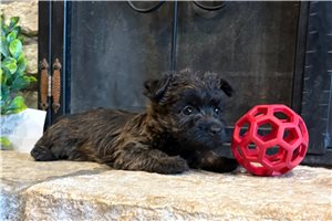 Freya - Cairn Terrier for sale