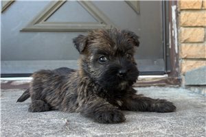 FrenchFry - Cairn Terrier for sale