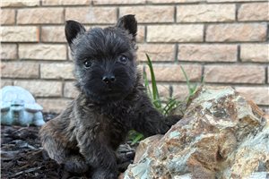 Tator Tot - Cairn Terrier for sale