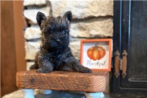 Meatloaf - Cairn Terrier for sale