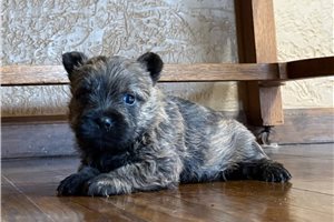 Monty - Cairn Terrier for sale