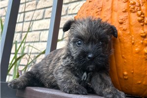 FrenchFry - puppy for sale