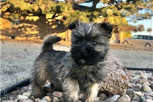 Alonzo - Cairn Terrier for sale