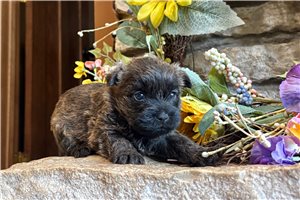 Helen - Cairn Terrier for sale