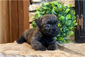Fancy - Cairn Terrier for sale