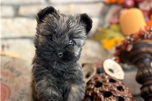 Hunter - Cairn Terrier for sale