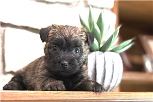 Fancy - Cairn Terrier for sale