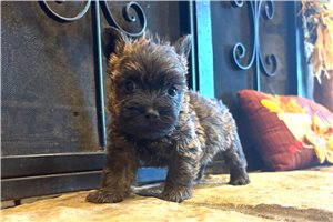 Meatloaf - Cairn Terrier for sale