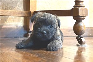 Fancy - Cairn Terrier for sale