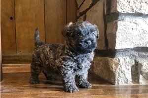 Heath - Cairn Terrier for sale