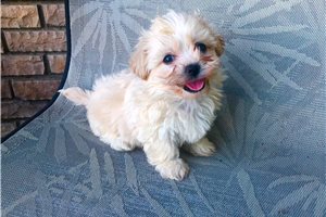 Elle - puppy for sale