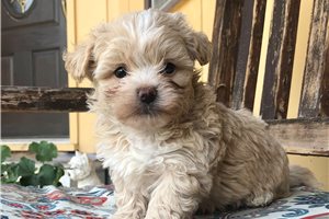 Elmer - puppy for sale