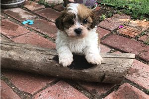 Emily - Shichon for sale