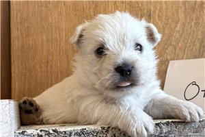 Monty - West Highland White Terrier - Westie for sale