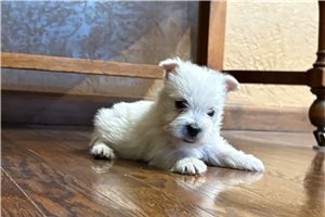 Monty - West Highland White Terrier - Westie for sale