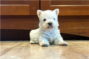 Nicolas - West Highland White Terrier - Westie for sale