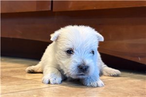 Miriam - West Highland White Terrier - Westie for sale