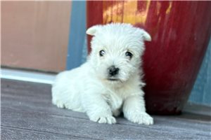 Monty - West Highland White Terrier - Westie for sale