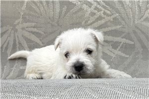 Irving - West Highland White Terrier - Westie for sale