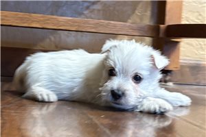 Monty - West Highland White Terrier - Westie for sale