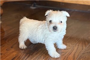 Jillian - West Highland White Terrier - Westie for sale