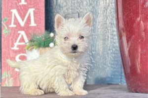 Keezer - West Highland White Terrier - Westie for sale