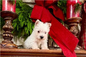 Kirby - puppy for sale