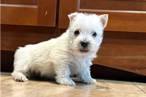McGee - West Highland White Terrier - Westie for sale