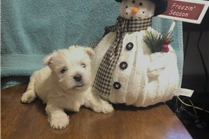 Wally - West Highland White Terrier - Westie for sale