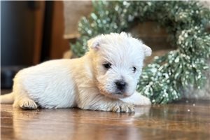 Arthur - West Highland White Terrier - Westie for sale