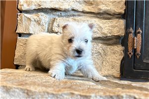 McGee - West Highland White Terrier - Westie for sale
