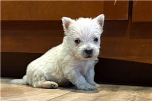 Gato - West Highland White Terrier - Westie for sale