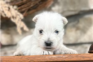 McGee - West Highland White Terrier - Westie for sale